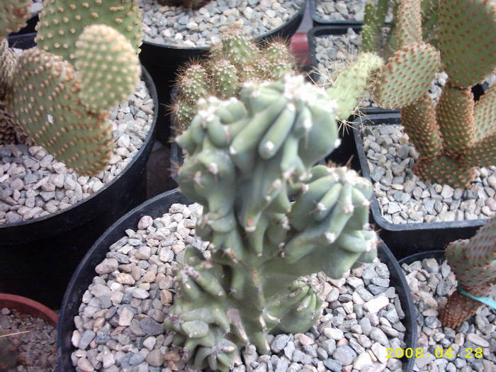 18-Cereus peruvianus f.monstruosus - cactusi