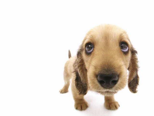 close-up-puppy-funny-pets-desktops
