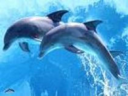 doi delfini