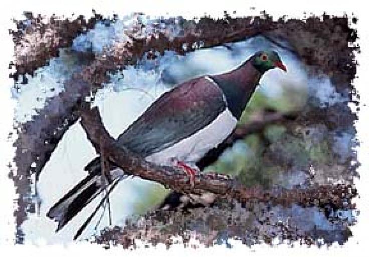 wood_pigeon - Porumbei salbatici