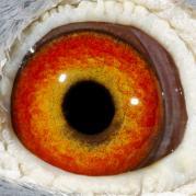 PTYNMPOSPUSMJEKOQWO - OCHII PORUMBEILOR