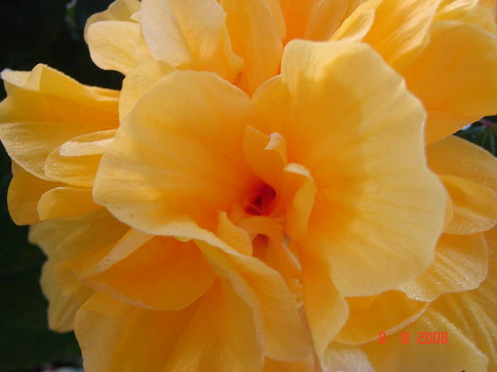 Copie a DSC02300 - flori