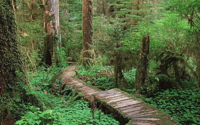 Carmanah-Valley-Vancouver-Island-British-Columbia-Canada - 171 - Nature Wallpapers