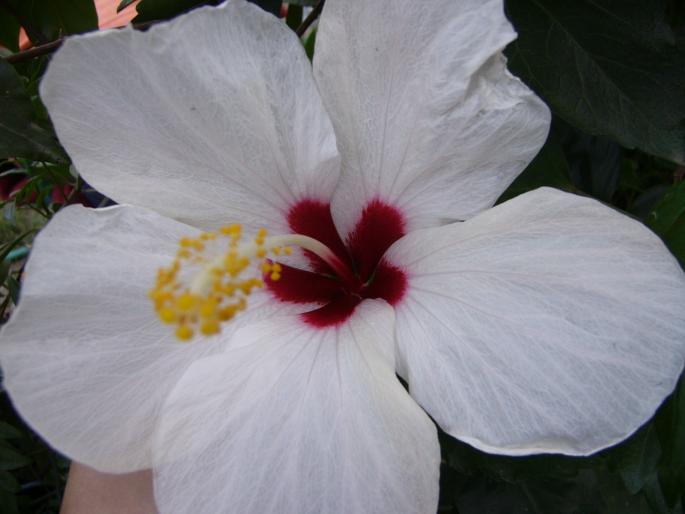 hibiscus