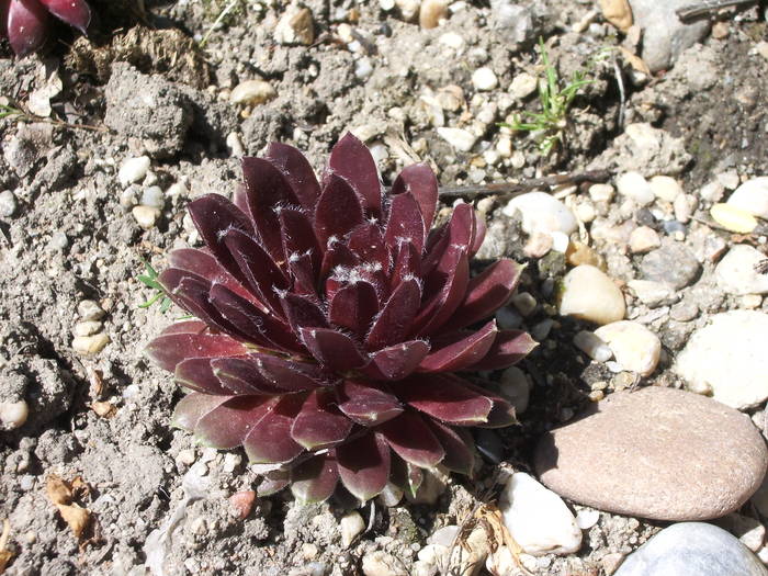  - Sempervivum