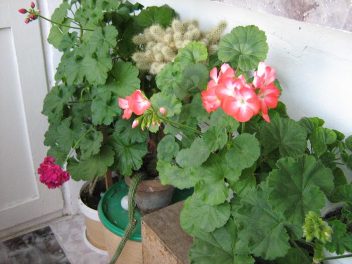 FLORI (1)