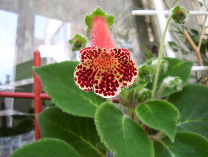 Bibbi - KOHLERIA