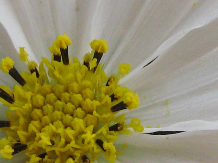 macro - Beautiful flowers