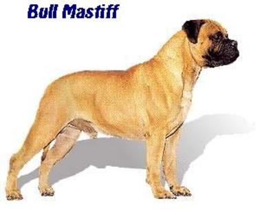 English Bull Mastiff