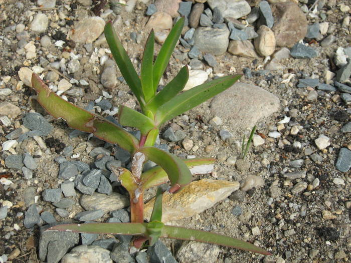 IMG_4886 - Cactusi la mosie aprilie 2009