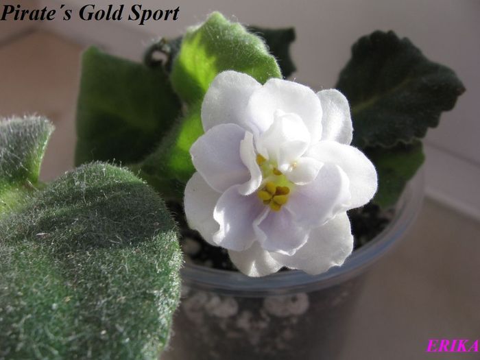 Pirate´s Gold Sport 2009 dec 29