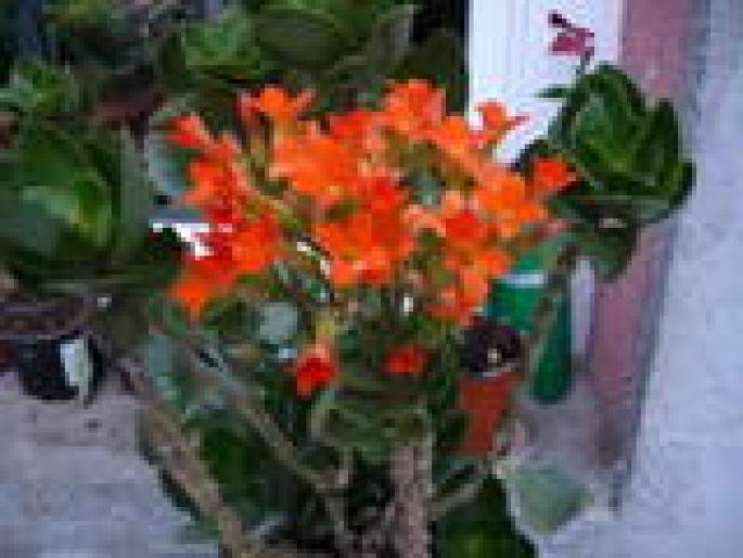 kalanchoe portocalie - Flori