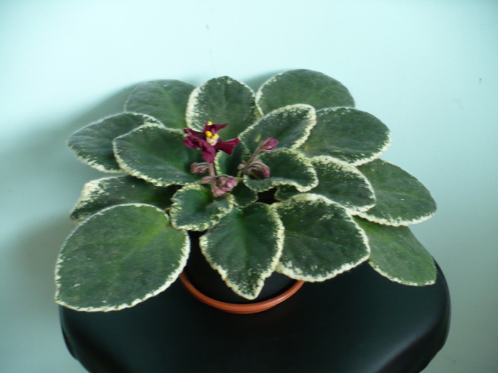 P1160154