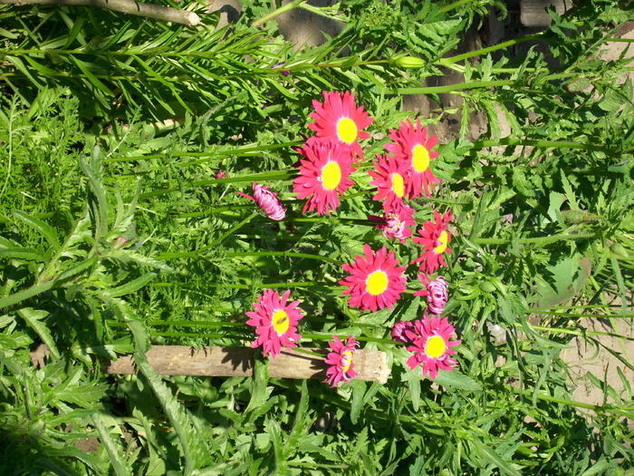 DSCI0585 - flori din gradina mea