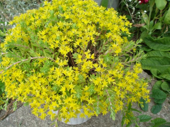 sedum