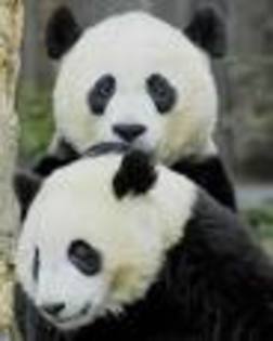 357n57 - ursuleti panda