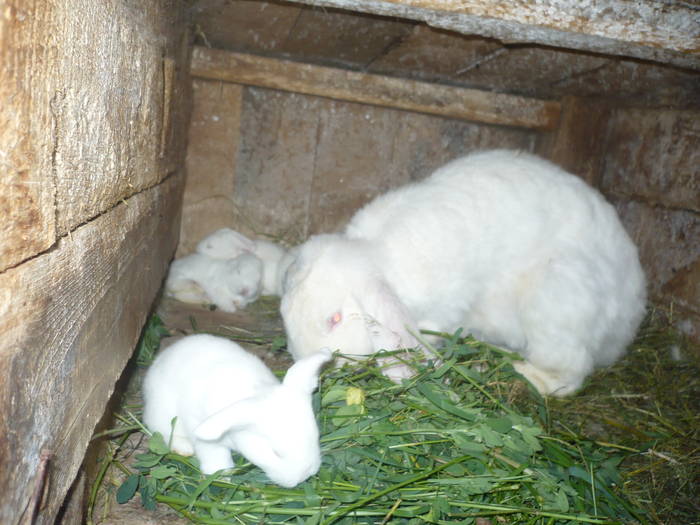 poze iepuri 2504 627 - femele cu pui din 1-10 iunie actuali
