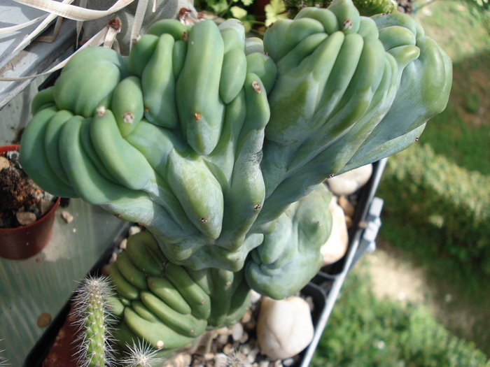Myrtillocactus geometrizans cristata