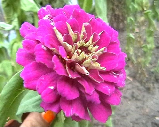 circiumari2 - flori dragute