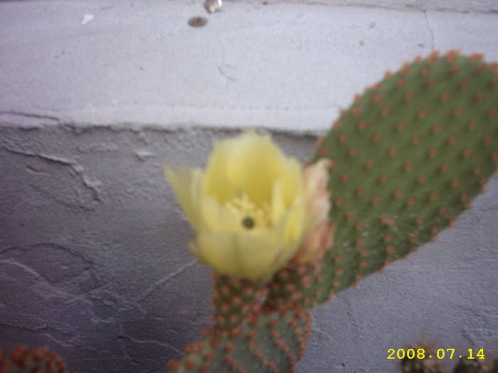 17-Opuntia microdasys - cactusi