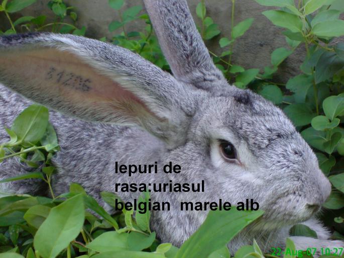 uriasul belgian 8 luni - acesti iepuri nu ii mai detin