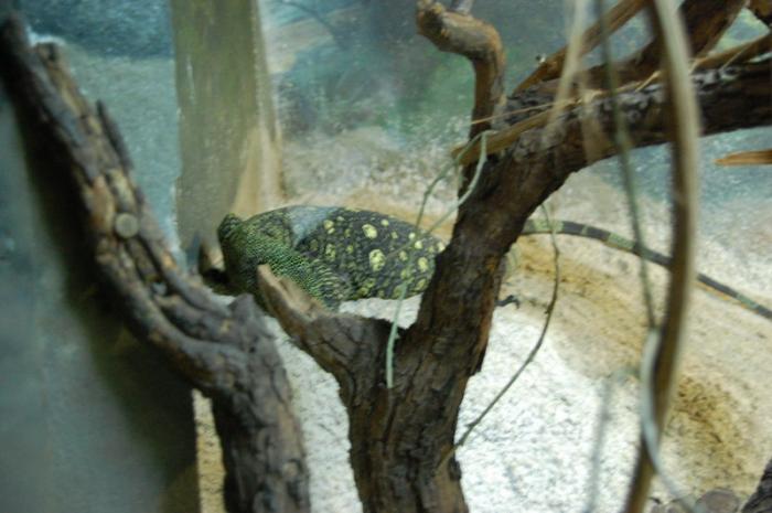 DSC_0113 - zoo amneville