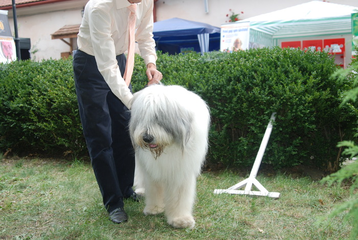DSC_0244 - Concurs international de frumustete canina 2009 TgMures