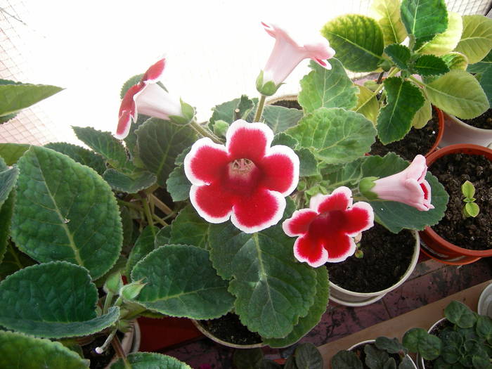 Gloxinia rosu paspolat