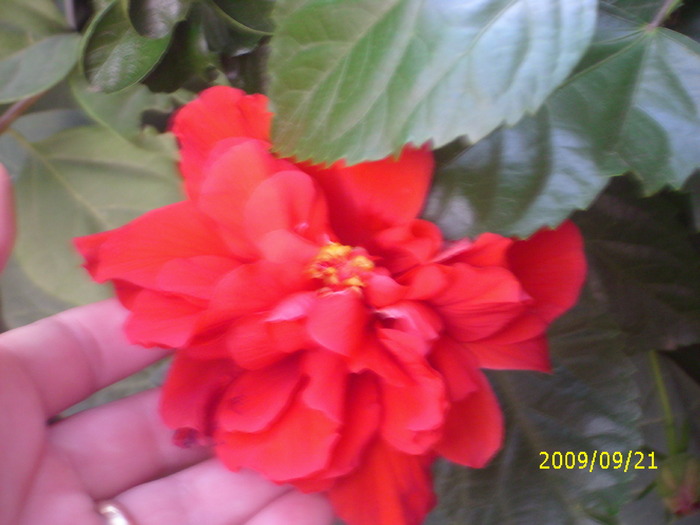 hibi cu alb in mijloc