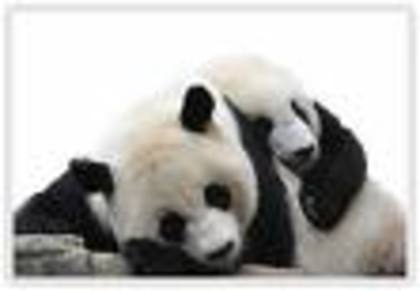 Ursii panda (4) - Ursi panda