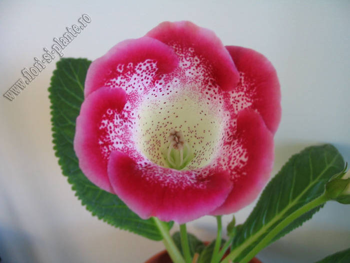 Gloxinia Tigrina Red 6 - GLOXINIA _ SINNINGIA