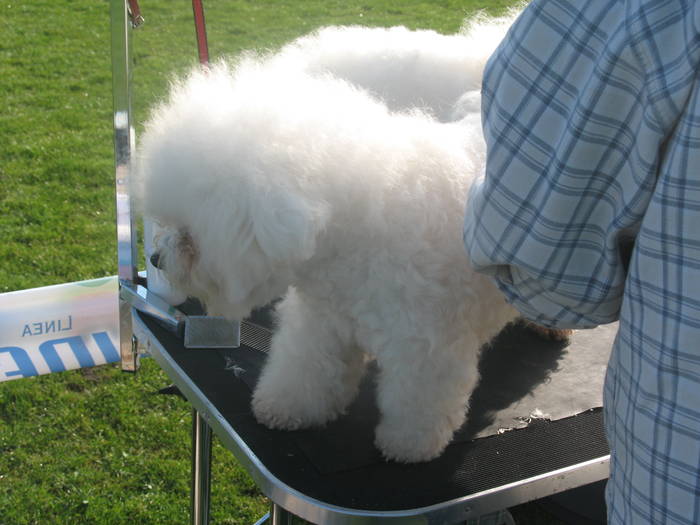 IMG_4666 - bichon frise