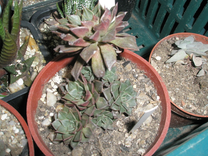 Graptopetalum bellum 2 - cactusi la iernat 2009-2010