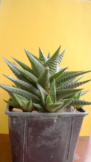 Haworthia limifolia - Haworthia - Gasteria