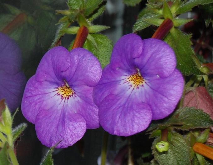 catheya light - achimenes