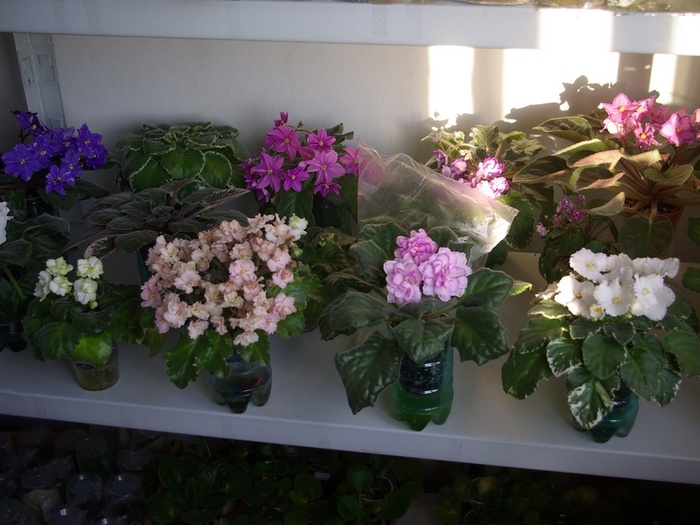 SG106130 - 2013 - Rafturi-Grup