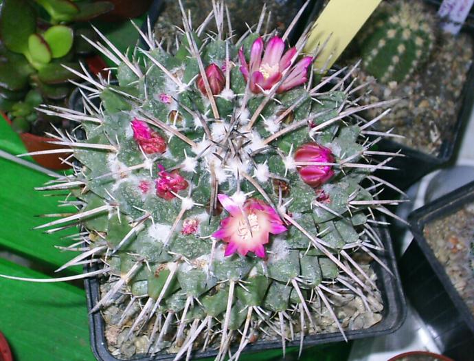 Mammillaria magnimama - cactusi -nu le mai am