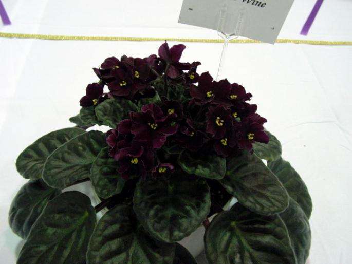 Satin_Wine_2005avsa - violete de pe net 1