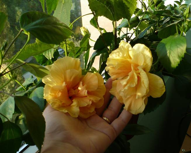 P1150027