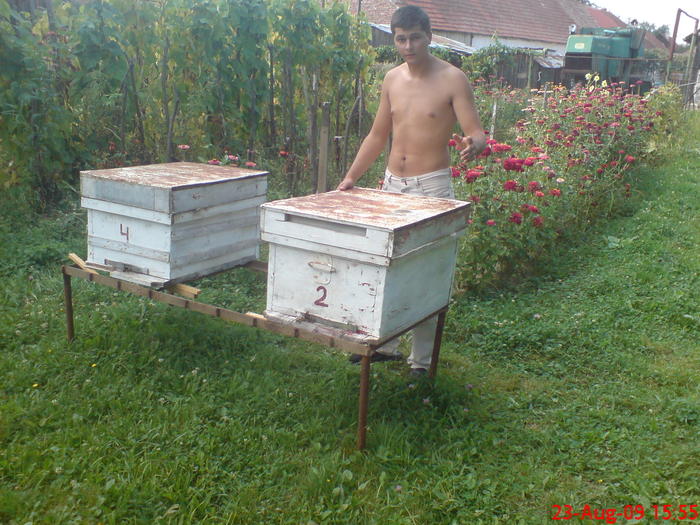 la albine - poze cu mn si albinele
