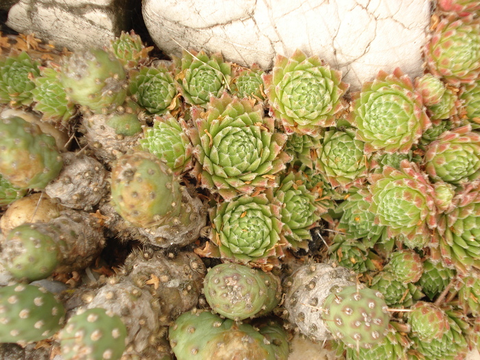 DSC01629 - Sempervivum