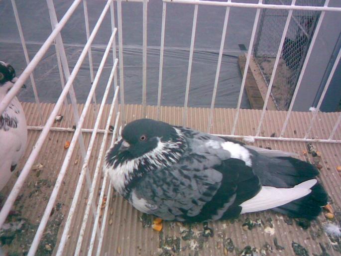 ciung gut - 1502 partea 2