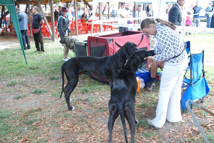 DSC_0162 - Concurs international de frumustete canina 2009 TgMures