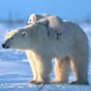 ursipolari - poze ursi polari