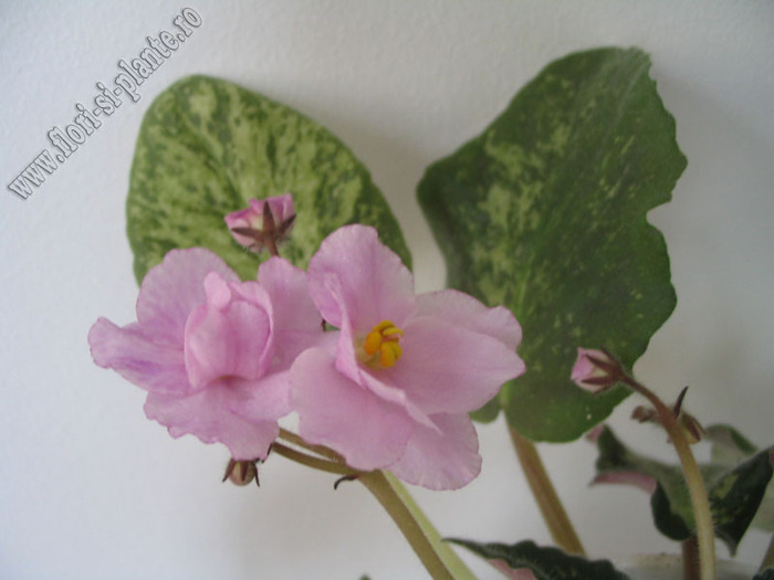 Saintpaulia Genetic Blush 7