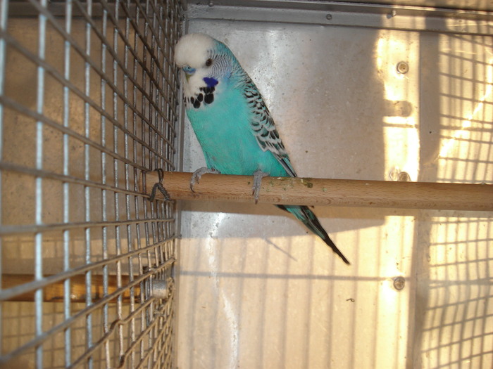 mascul albastru 1 an - perusi