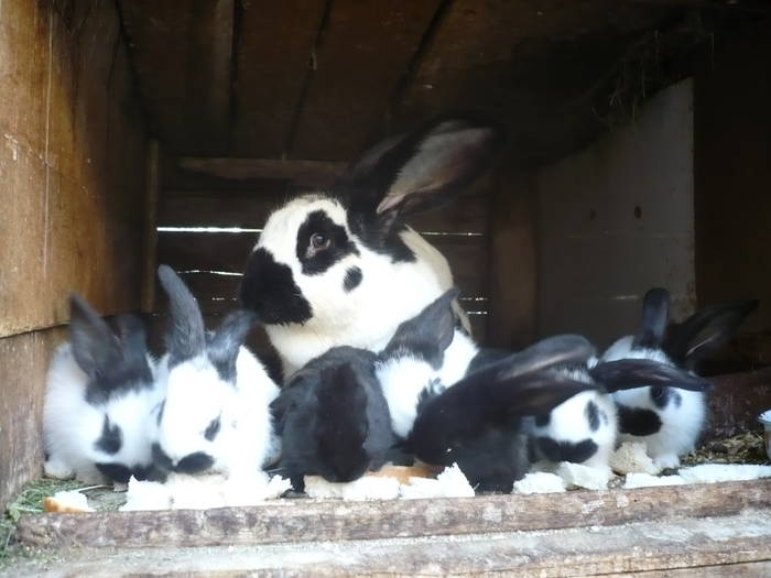 poze iepuri 2504 545 - femele cu pui din 1-10 iunie actuali