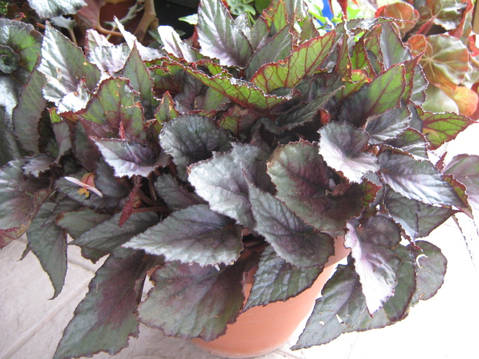 Begonia La Perle de Marie-Fontaine