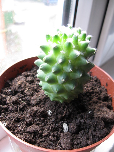 IMG_3682 - Cactus Mammillaria polythele