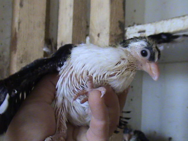 pui2009